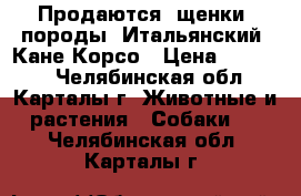 Продаются  щенки  породы  Итальянский  Кане Корсо › Цена ­ 25 000 - Челябинская обл., Карталы г. Животные и растения » Собаки   . Челябинская обл.,Карталы г.